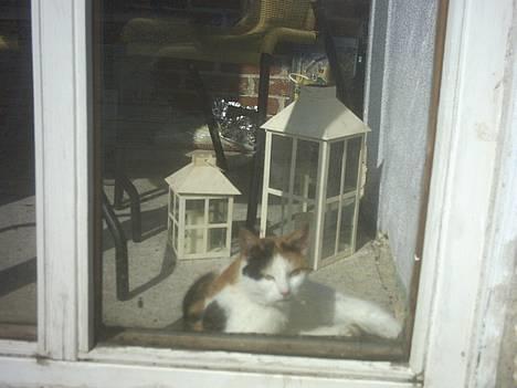 Blanding af racer Mulle †DØD† :'( billede 6