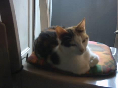 Blanding af racer Mulle †DØD† :'( billede 7