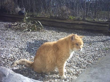 Blanding af racer Rolle †R.I.P† :´( billede 1