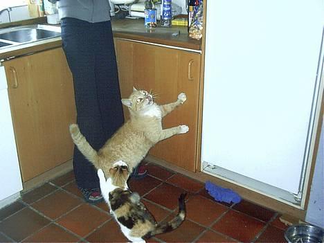 Blanding af racer Rolle †R.I.P† :´( billede 2