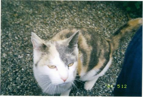 Blanding af racer plet - hvad er det?? billede 1