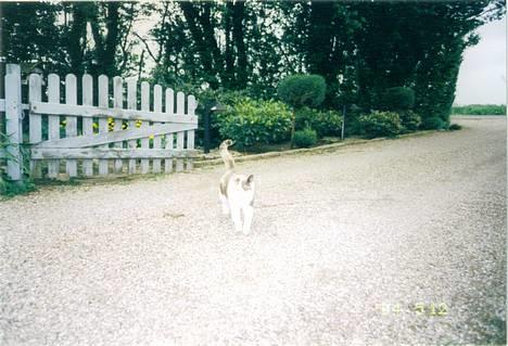 Blanding af racer plet billede 2