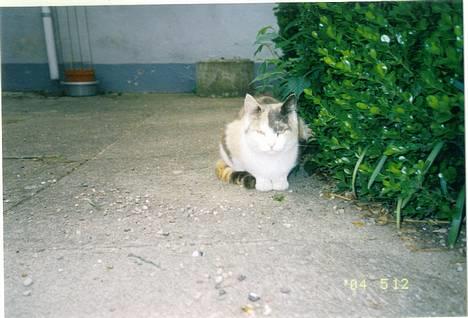 Blanding af racer plet billede 4