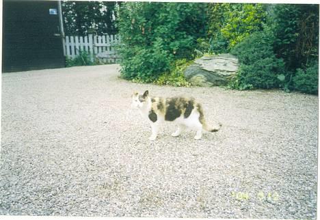 Blanding af racer plet billede 3