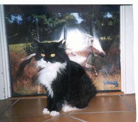 Norsk Skovkat Pjuske Kattenhøj R.I.P:'( - her er min misser uden for min dør.... der skal nok komme flere billeder billede 1