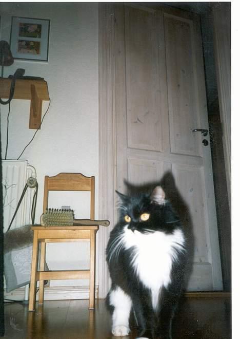 Norsk Skovkat Pjuske Kattenhøj R.I.P:'( - her er hun så billede 2