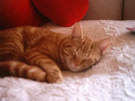 Blanding af racer Bastian - ikke nu jeg sover billede 3