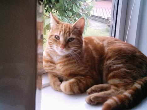 Blanding af racer Bastian billede 4