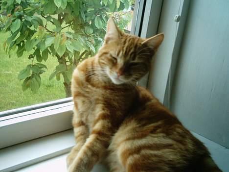 Blanding af racer Bastian billede 5