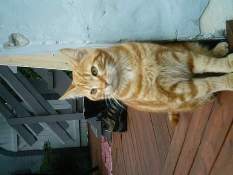 Blanding af racer Bastian billede 6