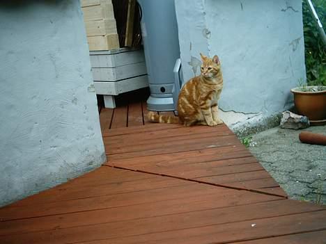 Blanding af racer Bastian billede 7