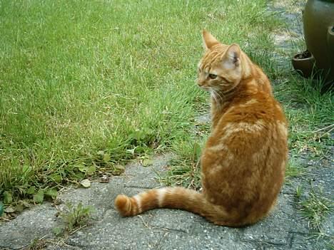 Blanding af racer Bastian billede 8