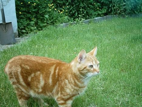 Blanding af racer Bastian billede 9