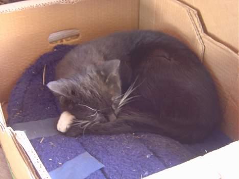 Blanding af racer B - ZZzZz... B sover tungt, hehe billede 2