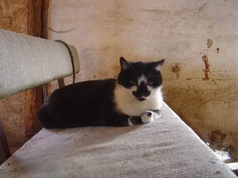 Blanding af racer A - A billede 4