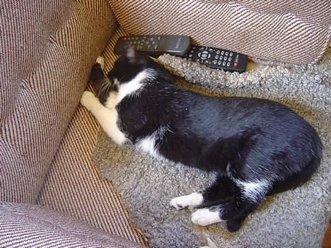 Blanding af racer C - ZzZzZzZ... billede 4