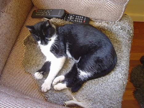 Blanding af racer C billede 5