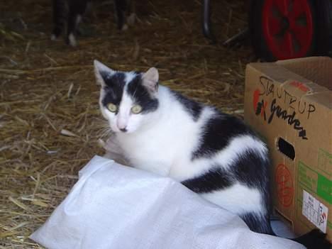 Blanding af racer Pongo billede 3