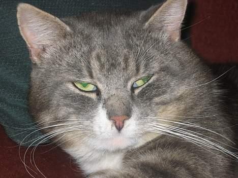 Blanding af racer Snuller - Nærbillede ! billede 2