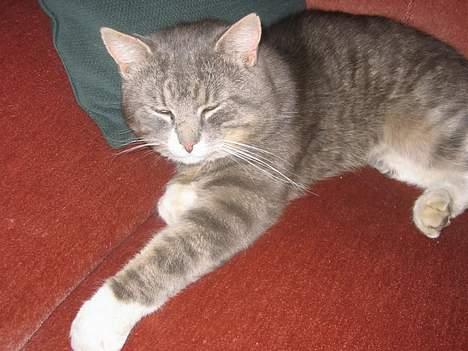 Blanding af racer Snuller - Ligger på sofaen ! billede 3