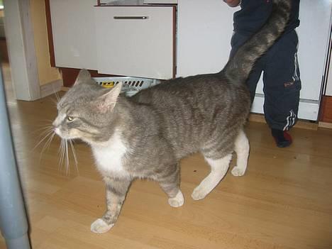 Blanding af racer Snuller - Snuller ! billede 4