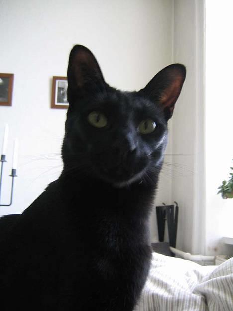 Orientaler Møgkat Nox - Jeg er lækker og jeg ved det... billede 1