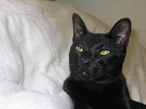 Orientaler Møgkat Nox - Shiny cat of happiness billede 2