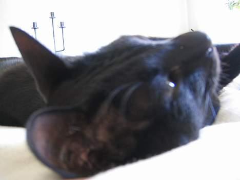 Orientaler Møgkat Nox - Fotografering = sovetid billede 3