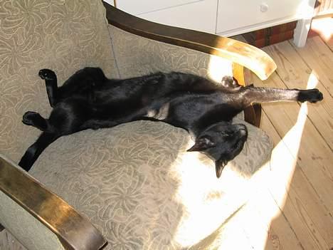 Orientaler Møgkat Nox - Overfaldet af solstråle billede 5