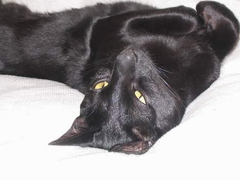 Orientaler Møgkat Nox - Rør ved mig - NU!!! billede 6