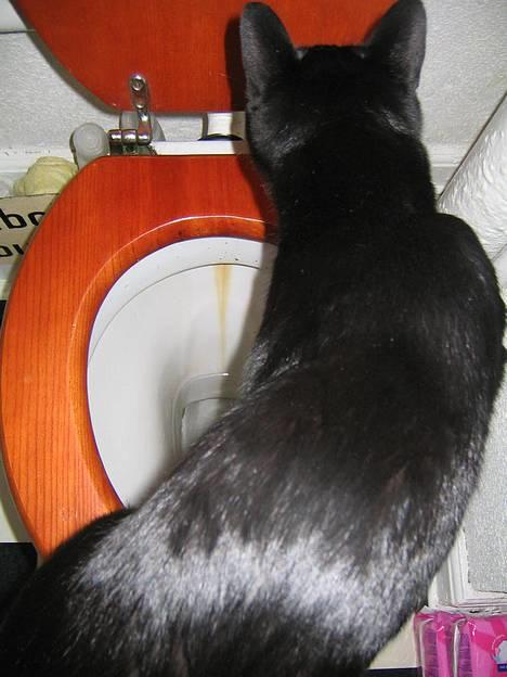 Orientaler Møgkat Nox billede 8