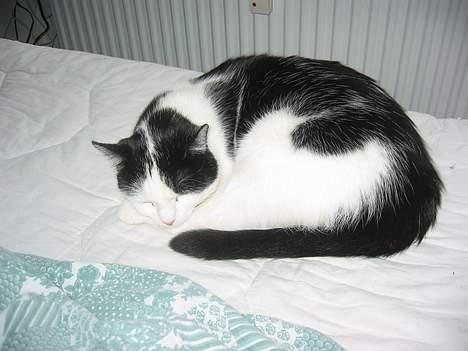 Huskat Amadea - Det er hårdt at blive storesøster billede 3