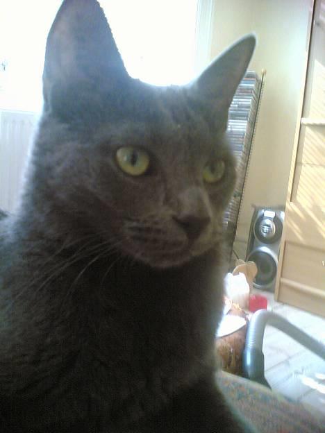 Huskat Miranda - Et lille forsøg med baglys billede 2