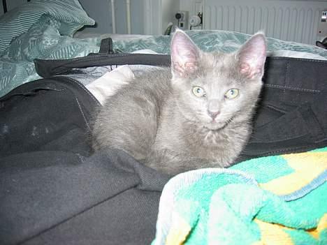 Huskat Miranda - Er jeg ikke bare en nuttet killing? billede 4