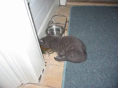 Huskat Miranda - Når sulten melder sig billede 5