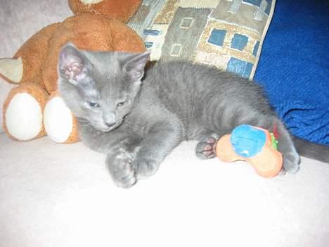 Huskat Miranda billede 6