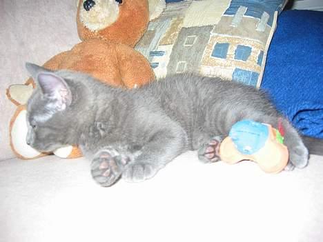 Huskat Miranda billede 7