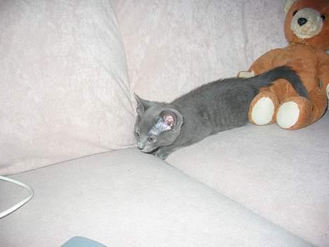 Huskat Miranda billede 8