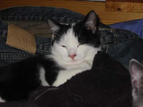 Huskat Amadea billede 4