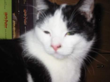 Huskat Amadea - Jeg kan da også se lidt sej ud billede 5