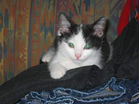 Huskat Amadea - Endnu et killingefoto af Amadea billede 6