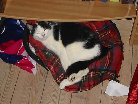 Huskat Amadea - Bemærk trædepoterne har forskellig farve billede 7