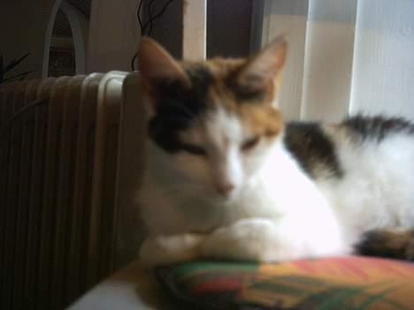 Blanding af racer Mulle †DØD† :'( billede 2