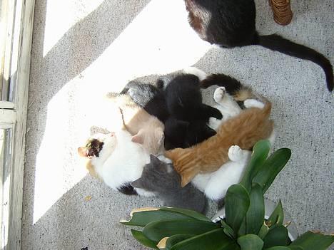 Blanding af racer Mulle †DØD† :'( billede 3