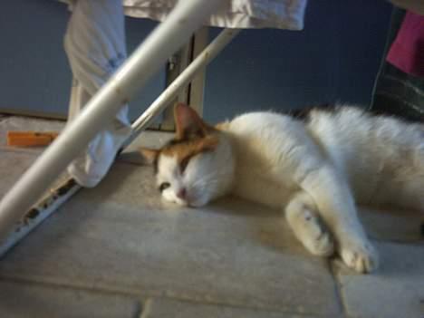 Blanding af racer Mulle †DØD† :'( billede 4