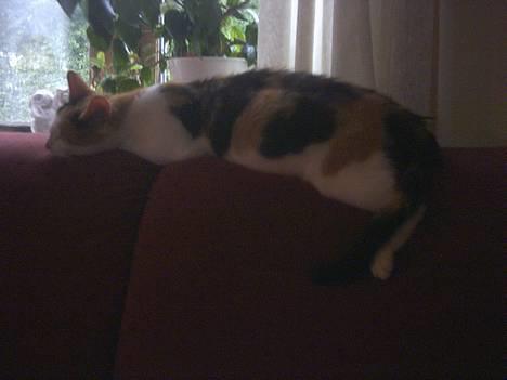 Blanding af racer Mulle †DØD† :'( billede 8