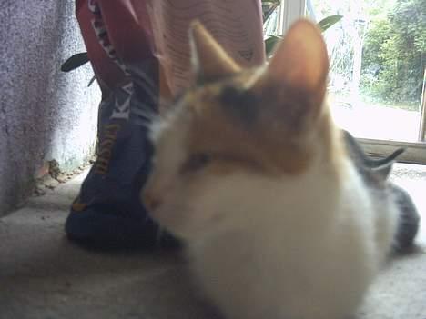 Blanding af racer Mulle †DØD† :'( billede 9