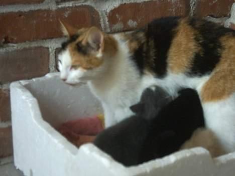 Blanding af racer Mulle †DØD† :'( billede 10