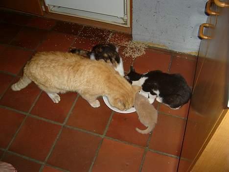 Blanding af racer Rolle †R.I.P† :´( billede 3