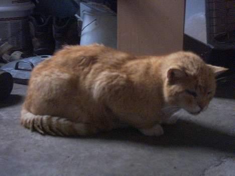 Blanding af racer Rolle †R.I.P† :´( billede 4